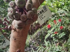 -呀路古热带植物园