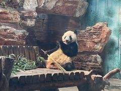 -石家庄市动物园