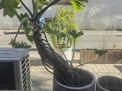 -吉丁鸟咖·异宠·寄养