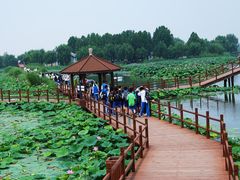 -白洋淀景区