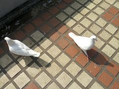 -珠海圆明新园