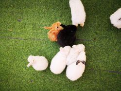 -萌宠亲子动物乐园(槐房万达店)