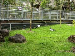 -新加坡飞禽公园