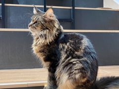 -瞄一喵猫咖(格力海岸店)