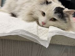 -纳吉亚猫专科动物医院·北北分院