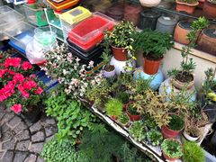 -曲阳花鸟市场(曲阳路店)