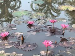 -中国科学院西双版纳热带植物园