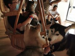 -Husky Go! 哈士奇体验馆·宠物咖啡厅狗咖