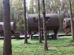 -黄海国家森林公园