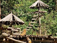 -西双版纳原始森林公园