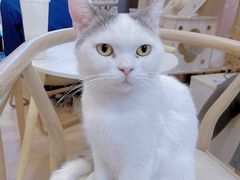 -猫咪派对(江南西店)