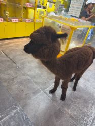 点击看大图 -神奇动物撸宠馆·羊驼·小浣熊·异宠(豫园店)