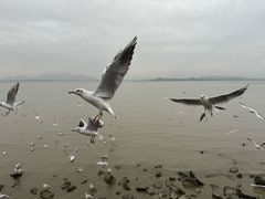 -深圳湾公园(南山区)
