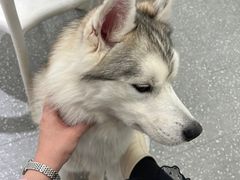-Let's go狗咖·猫咖·奶狗·桌游(春熙路IFS店)