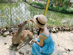 -合肥滨湖国家森林公园