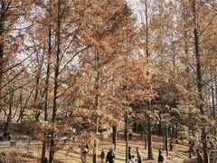 -白水寺森林公园