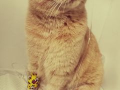 -北京观赏动物医院·24小时大型综合·猫专科·异宠专科
