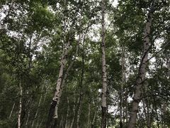 -塞罕坝国家级自然保护区