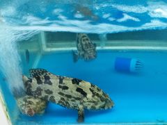 -明润海鲜(南边海店)