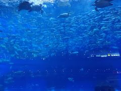 -成都浩海立方海洋公园