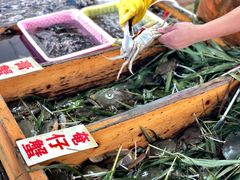 膏蟹-南沙十九涌渔人码头-南门