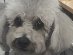 -瑞派长江宠物医院·猫科·外科·24小时夜护(谊城公寓分院)