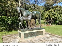 -麦考利夫人座椅