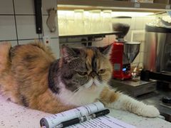 -滚猫咖啡·猫咖·猫友好撸猫(未来城店)