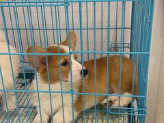 -1013 PET SHOP精品宠物商店(丁香店)