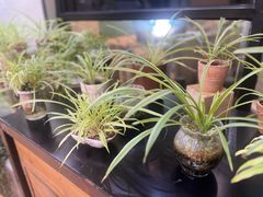 -813芭依珊 BAESAn(皇冠十畝地店)