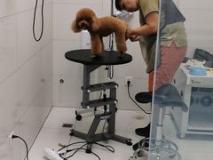 -柚子宠物(伊珊娜调理店)