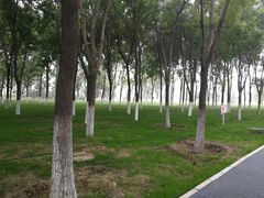 -大兴滨河森林公园