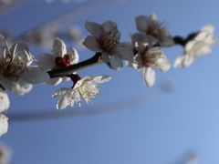 -香雪海