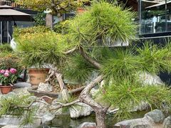 -蘇河湾·新鲁菜·泰山宴(泰山店)