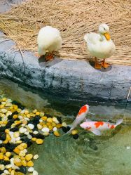 -Zoolung Zoolung动物主题公园(海信广场店)