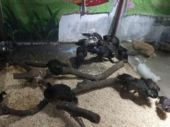 -灵玲国际马戏城