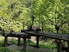 -都江堰中华大熊猫苑