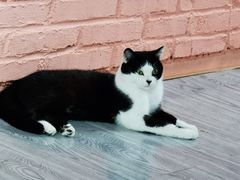 -喵屿·大理花园猫咖