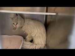-萌兽医馆·犬猫专科·眼科中心·宠物医院(朝阳门分院)