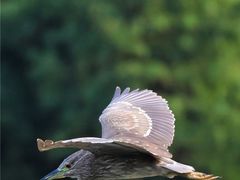 -重庆彩云湖湿地公园