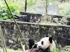 -都江堰中华大熊猫苑