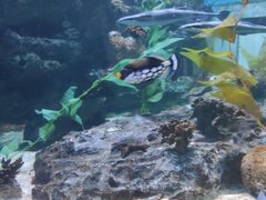 -海合安成都极地海洋公园