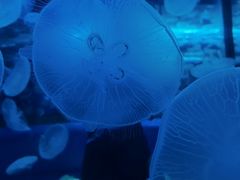 -欢乐海岸海洋奇梦馆
