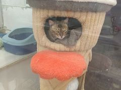 -糯米喵星人总部直营旗舰店·猫舍·幼猫出售