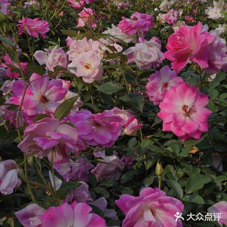 深圳花海公园⛲️|如油画般的月季花悄悄开了🌹