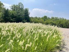 -翠湖国家城市湿地公园
