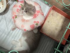 -屋虎猫馆(宝安大仟里店)