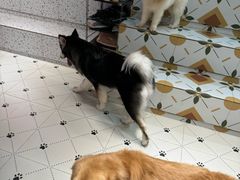 -毛绒耶耶撸宠馆·猫咖·狗咖·荷兰猪咖