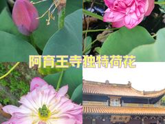 -阿育王寺