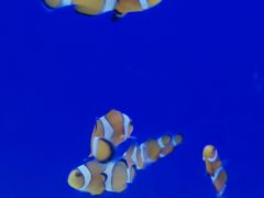 -华声天桥民俗文化园